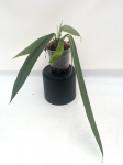 Anthurium ceronii 1 - L