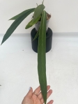 Anthurium ceronii 1 - L