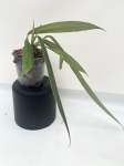 Anthurium ceronii 1 - L