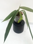 Anthurium ceronii 1 - L