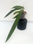Anthurium ceronii 1 - L