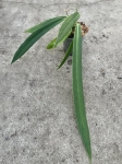 Anthurium ceronii 1 - L