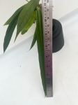 Anthurium ceronii 1 - L