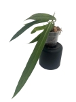 Anthurium ceronii 1 - L