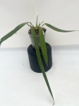 Anthurium ceronii 2 - L
