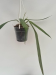 Anthurium ceronii 2 - L
