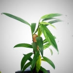 Epipremnum amplissimum