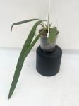Anthurium ceronii 2 - L