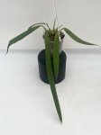Anthurium ceronii 2 - L