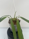 Anthurium ceronii 2 - L