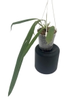 Anthurium ceronii 2 - L