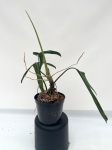 Philodendron paloraense - L