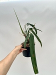 Philodendron paloraense - L