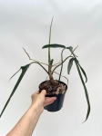 Philodendron paloraense - L