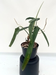 Philodendron paloraense - L