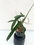 Philodendron paloraense - L