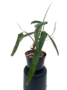 Philodendron paloraense - L