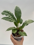 Anthurium reflexinervium - M