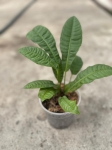 Anthurium reflexinervium - M