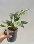 Anthurium reflexinervium - M