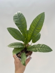 Anthurium reflexinervium - M