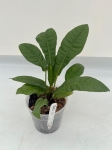 Anthurium reflexinervium - M