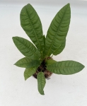 Anthurium reflexinervium - M