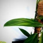 Epipremnum amplissimum