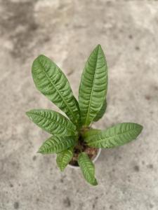 Anthurium reflexinervium - M
