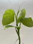 Philodendron sp. Angel - L