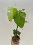 Philodendron sp. Angel - L