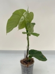 Philodendron sp. Angel - L