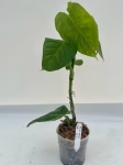 Philodendron sp. Angel - L