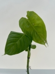 Philodendron sp. Angel - L