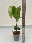 Philodendron sp. Angel - L