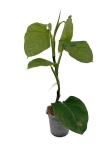 Philodendron sp. Angel - L