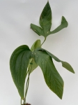 Anthurium moronense - L