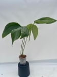 Anthurium moronense - L