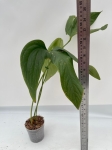 Anthurium moronense - L
