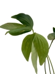 Anthurium moronense - L