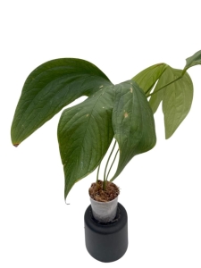 Anthurium moronense - L