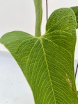 Anthurium bernalii - L