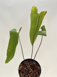 Anthurium bernalii - L