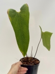 Anthurium bernalii - L