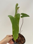 Anthurium bernalii - L