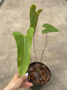 Anthurium bernalii - L