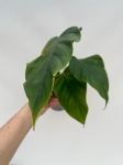 Philodendron giganteum - L