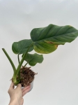 Philodendron giganteum - L