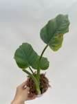 Philodendron giganteum - L
