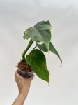 Philodendron giganteum - L